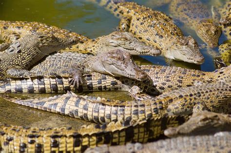 hermes crocodile farm youtube